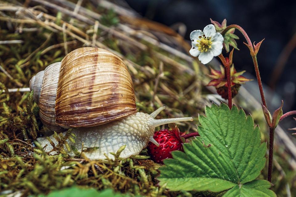 snail 5274802 960 720
