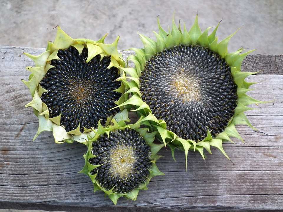 sunflower 193471 960 720