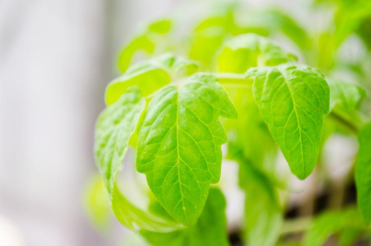 tomato plants 334388 1280