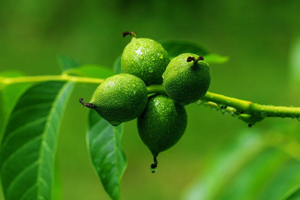 walnut 3471244 1280
