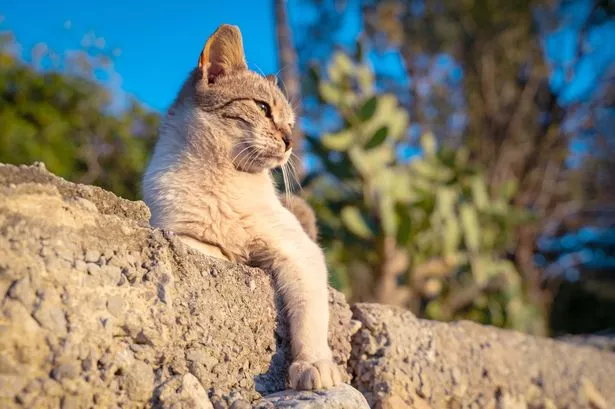 0 Portrait of smug gray stray cat lies on concrete parapet with his paw hanging and basks in the sun o