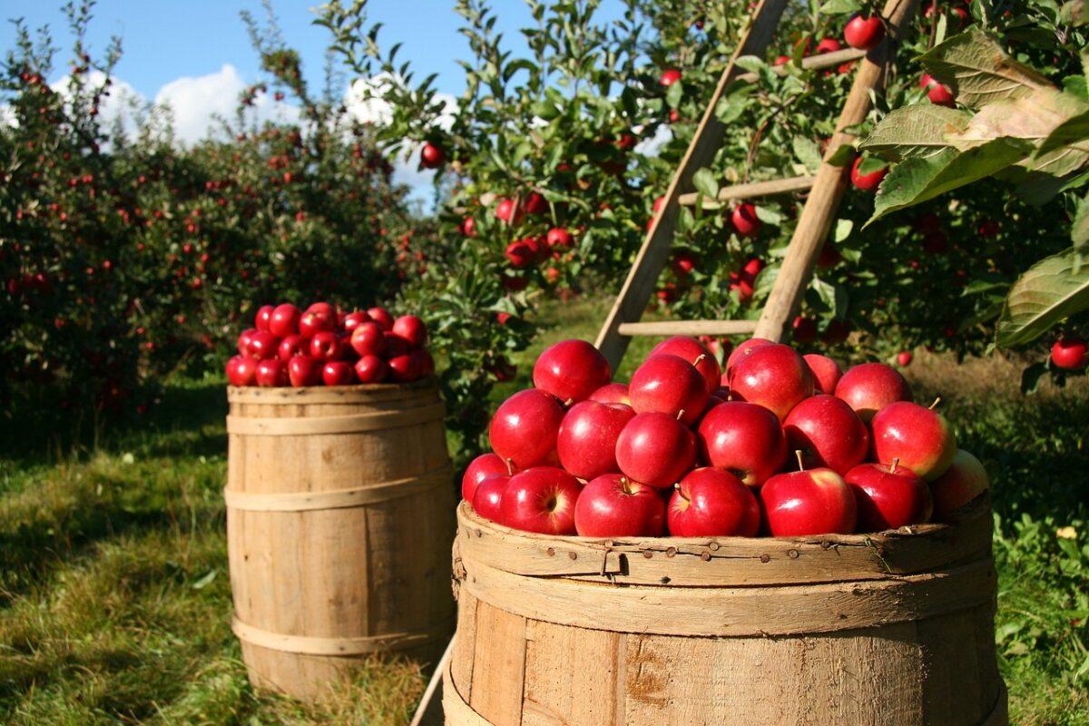 apples 1872997 1280