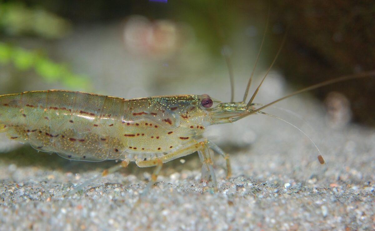 aquarium inhabitants 2579950 1280