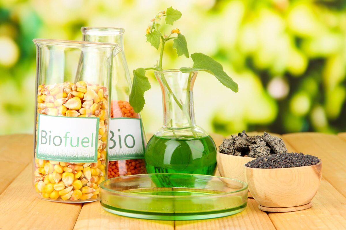 Biofuel biodiesel plants pic
