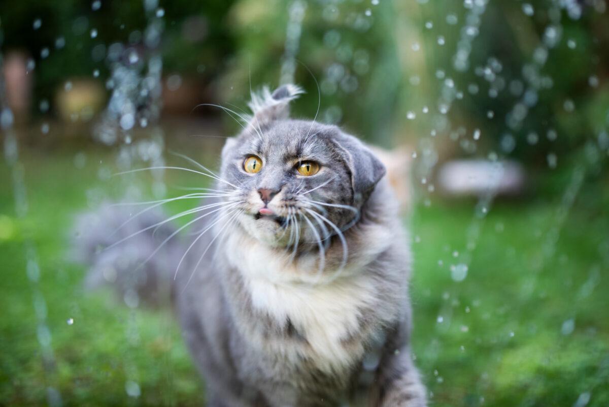 cat playing rain