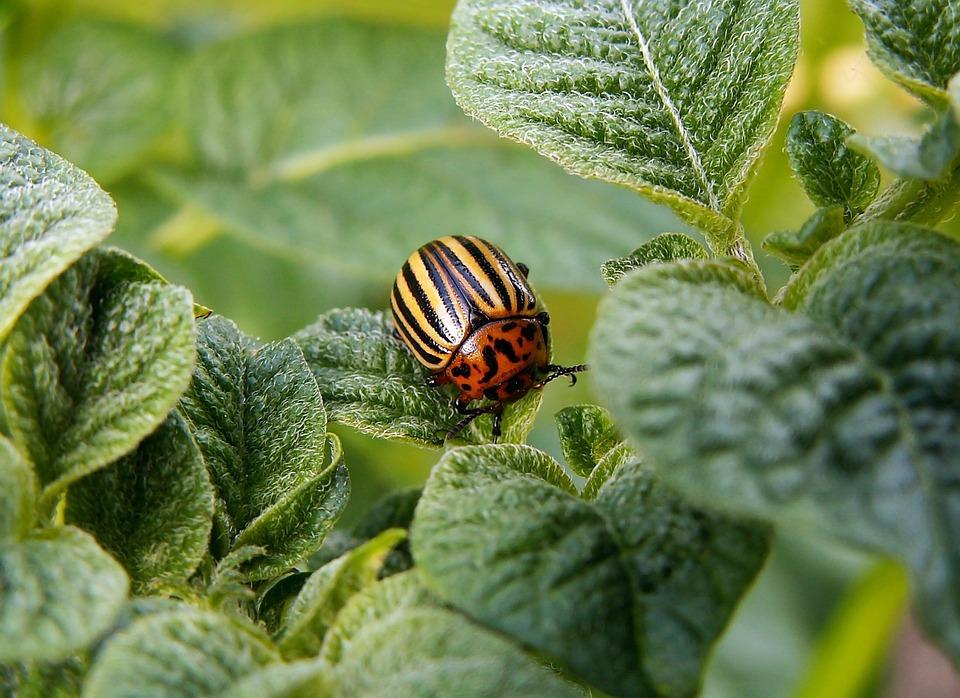 colorado potato beetle 582966 960 720