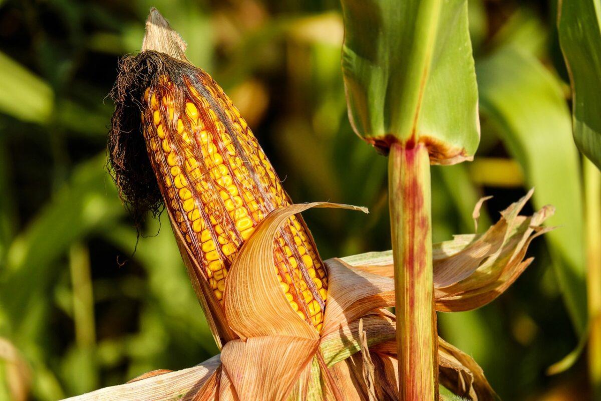 corn 1690387 1280