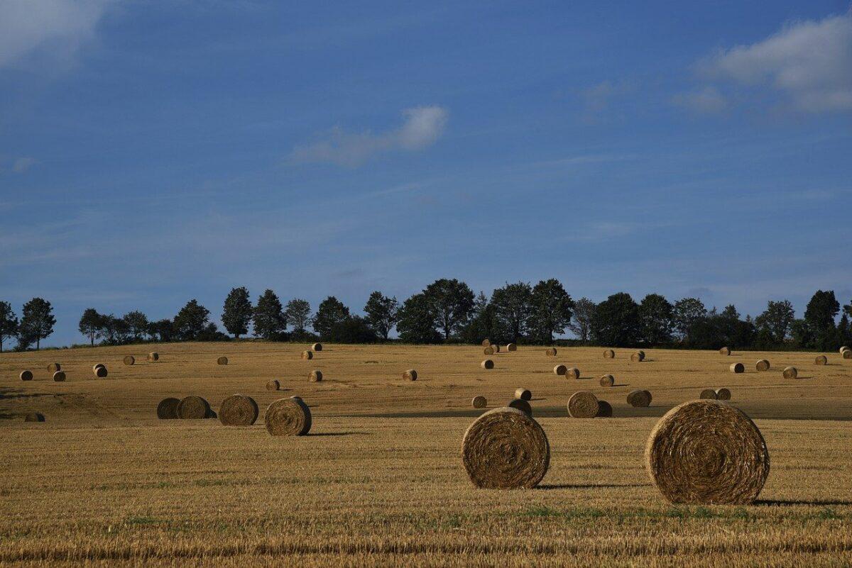 field 8008987 1280