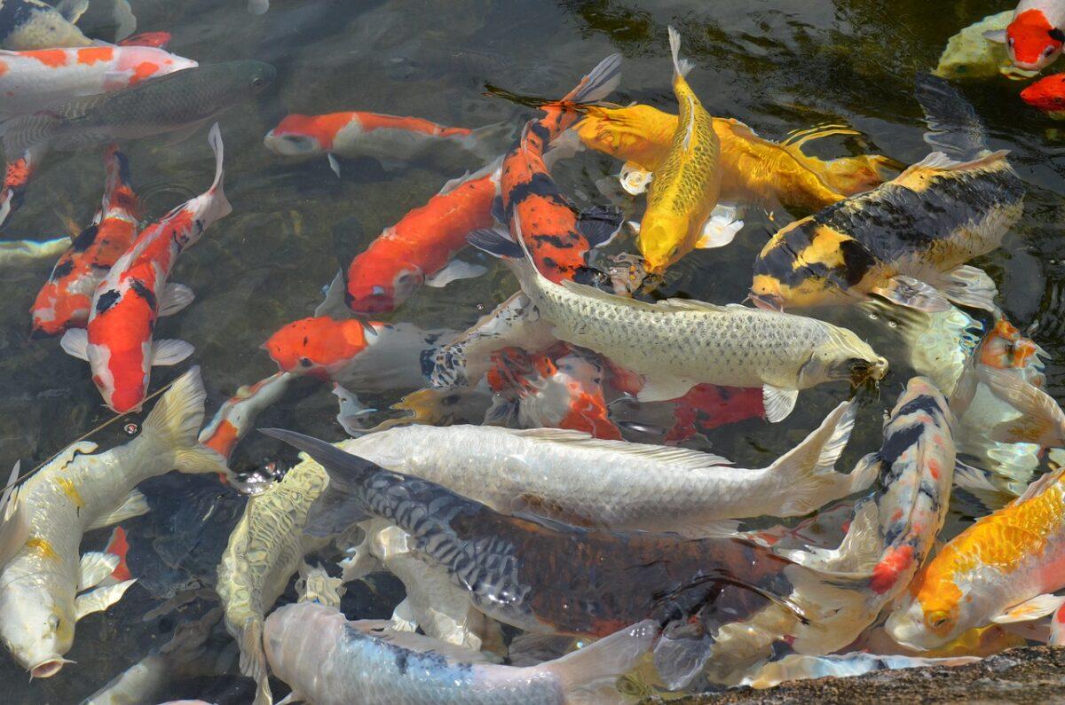 fish 1951179 1280