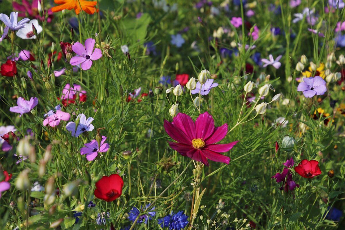 flowers 3571119 1280