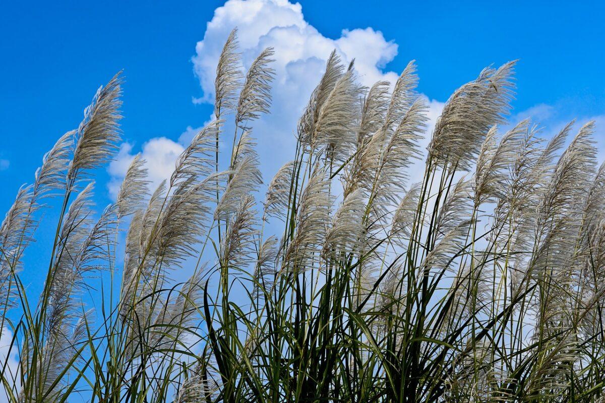 giant reed 5110318 1280