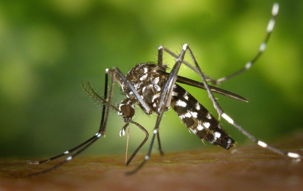 mosquito 49141 1920 1300x820