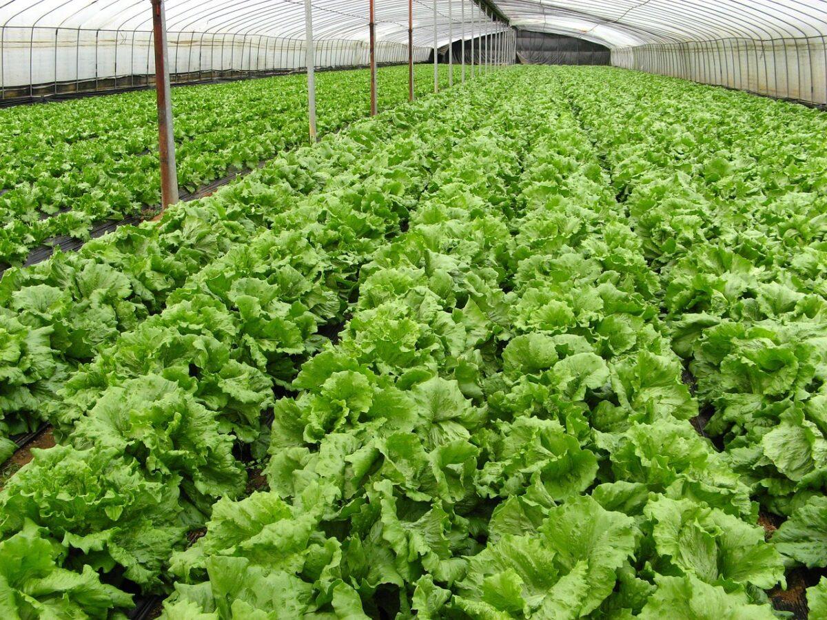 organic 78920 1280