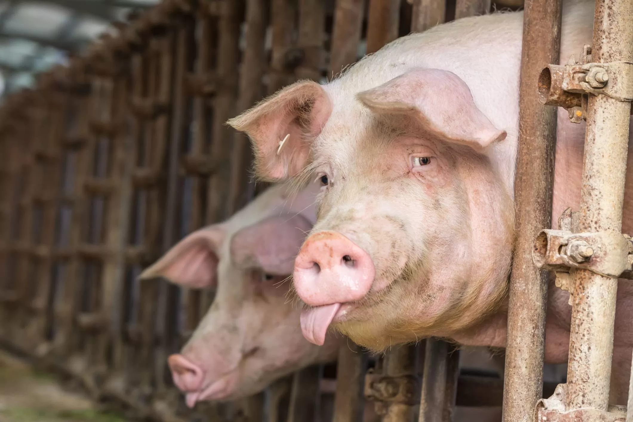 pig