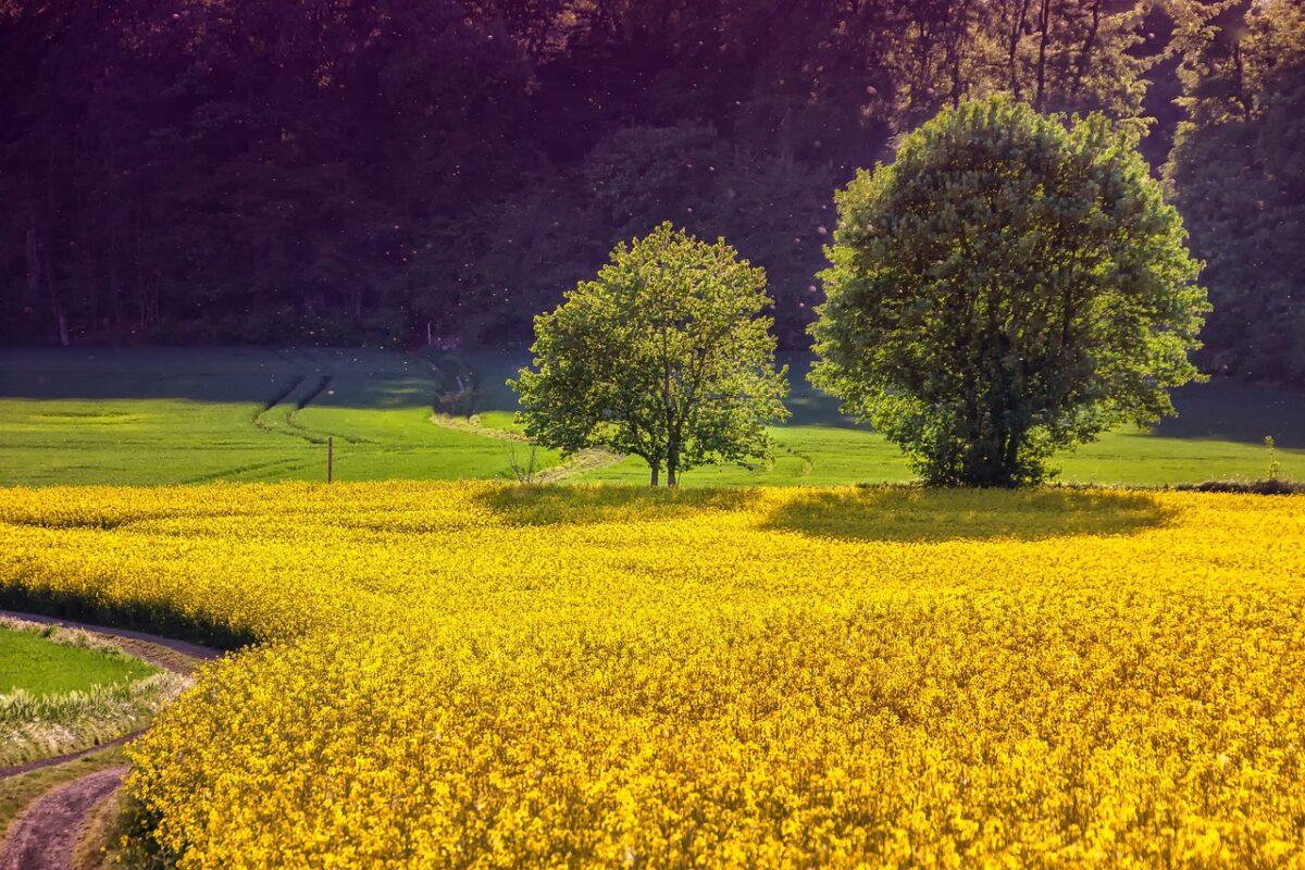 rapeseed 3427990 1280