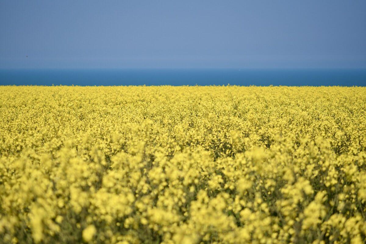 rapeseed 6197976 1280