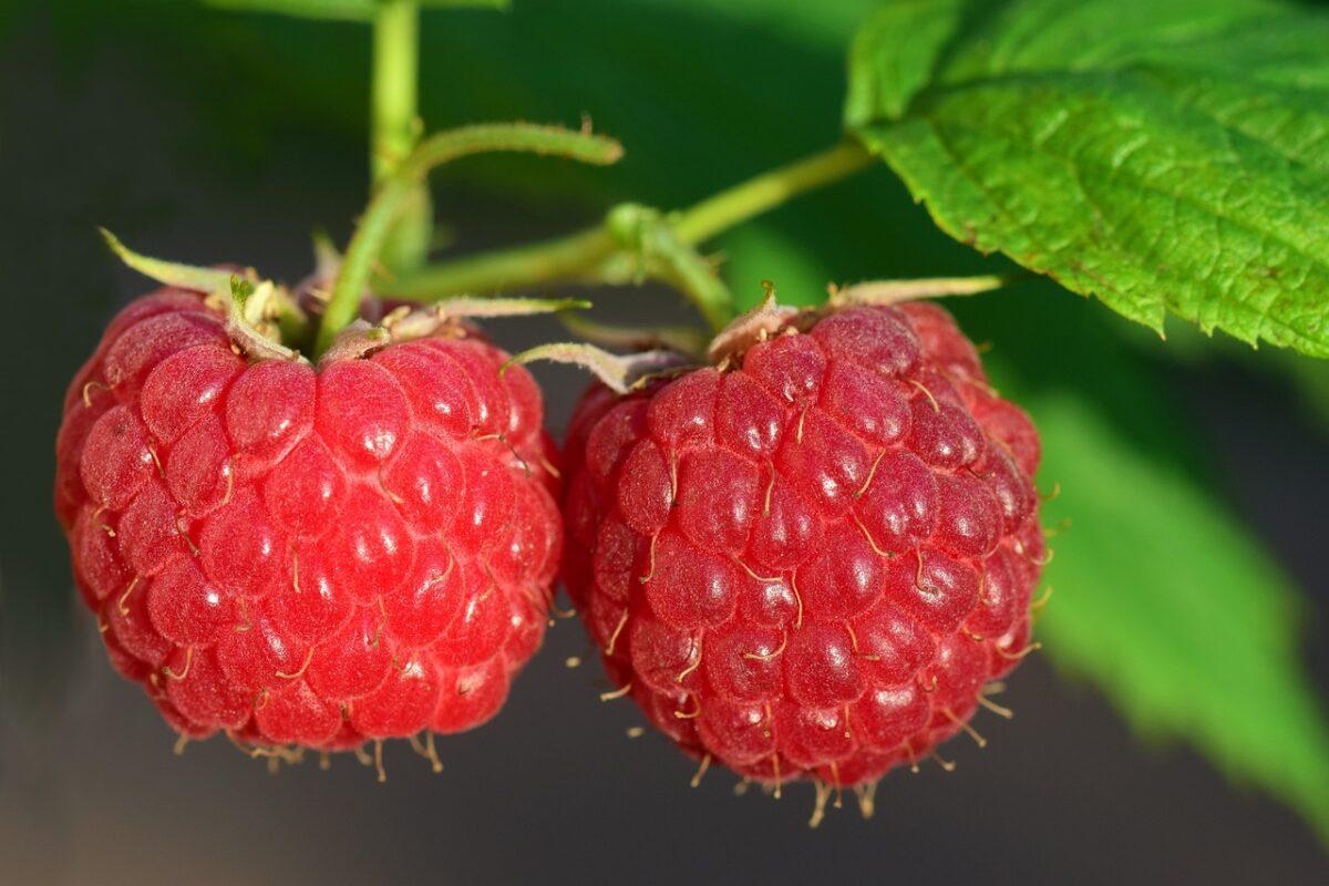raspberries 3454504 1280