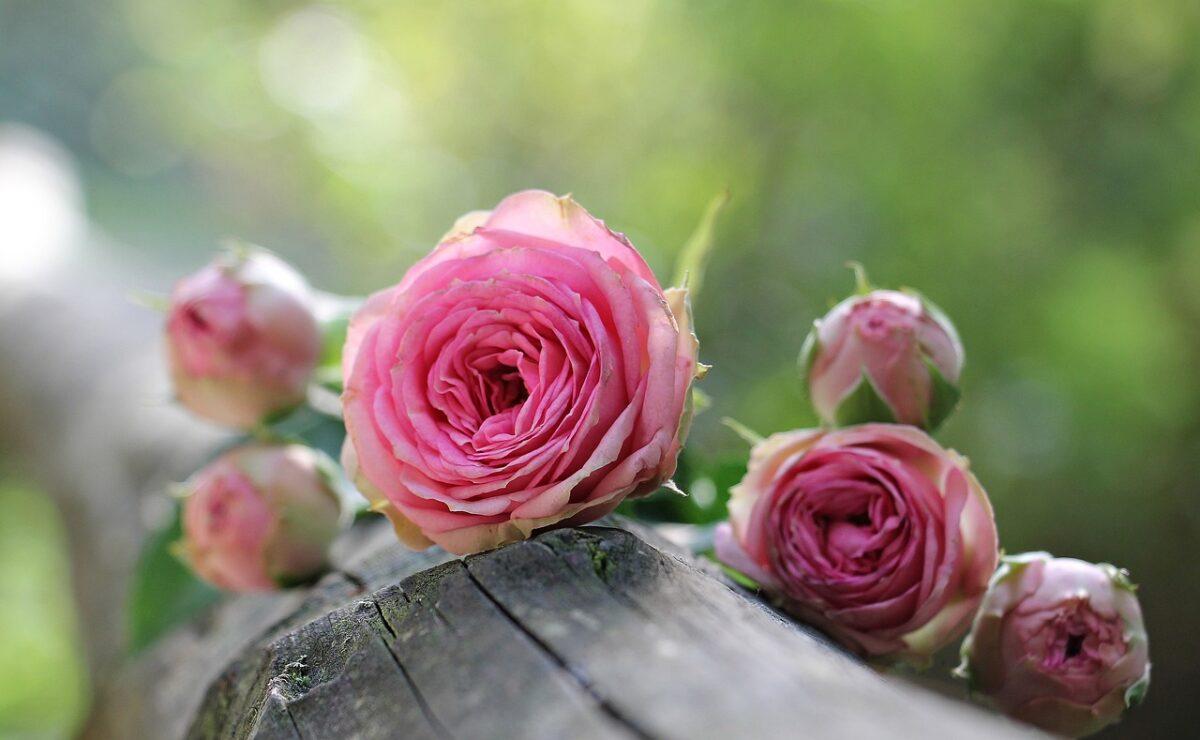 roses 1687884 1280