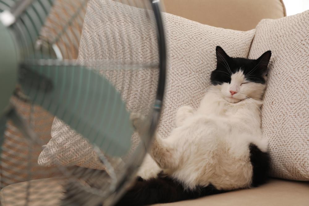 Cute,Fluffy,Cat,Enjoying,Air,Flow,From,Fan,On,Sofa