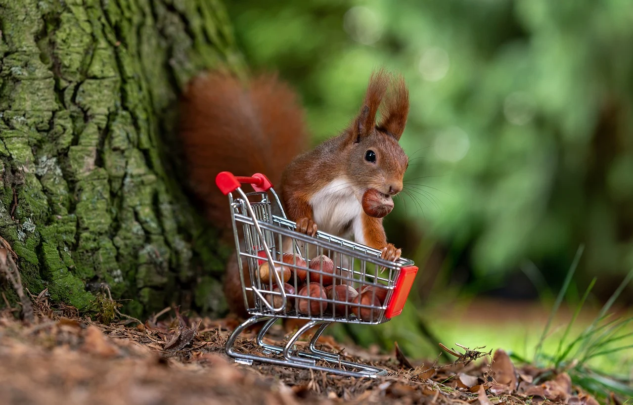 squirrel 8132645 1280