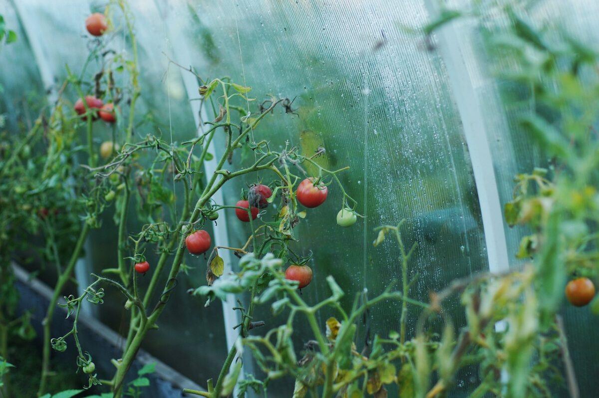 tomato 1180852 1280