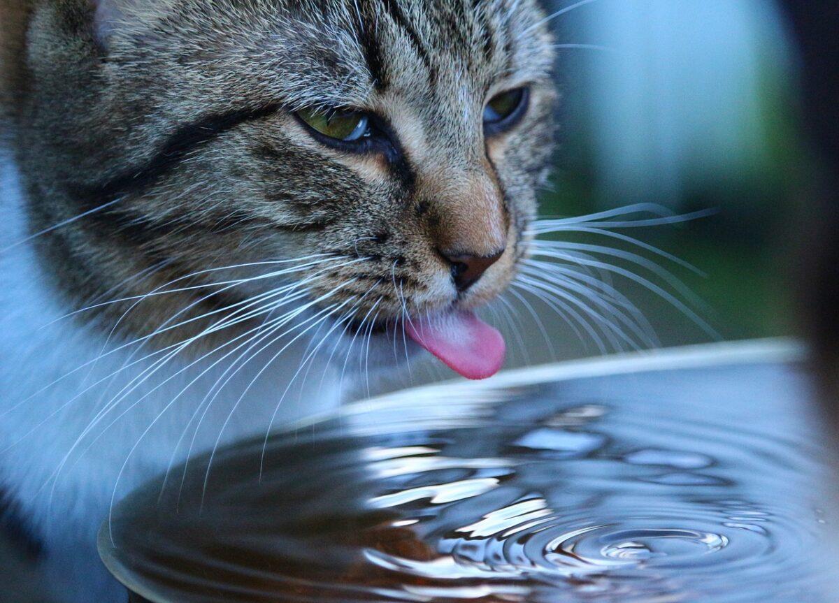 vets now cats water drinking