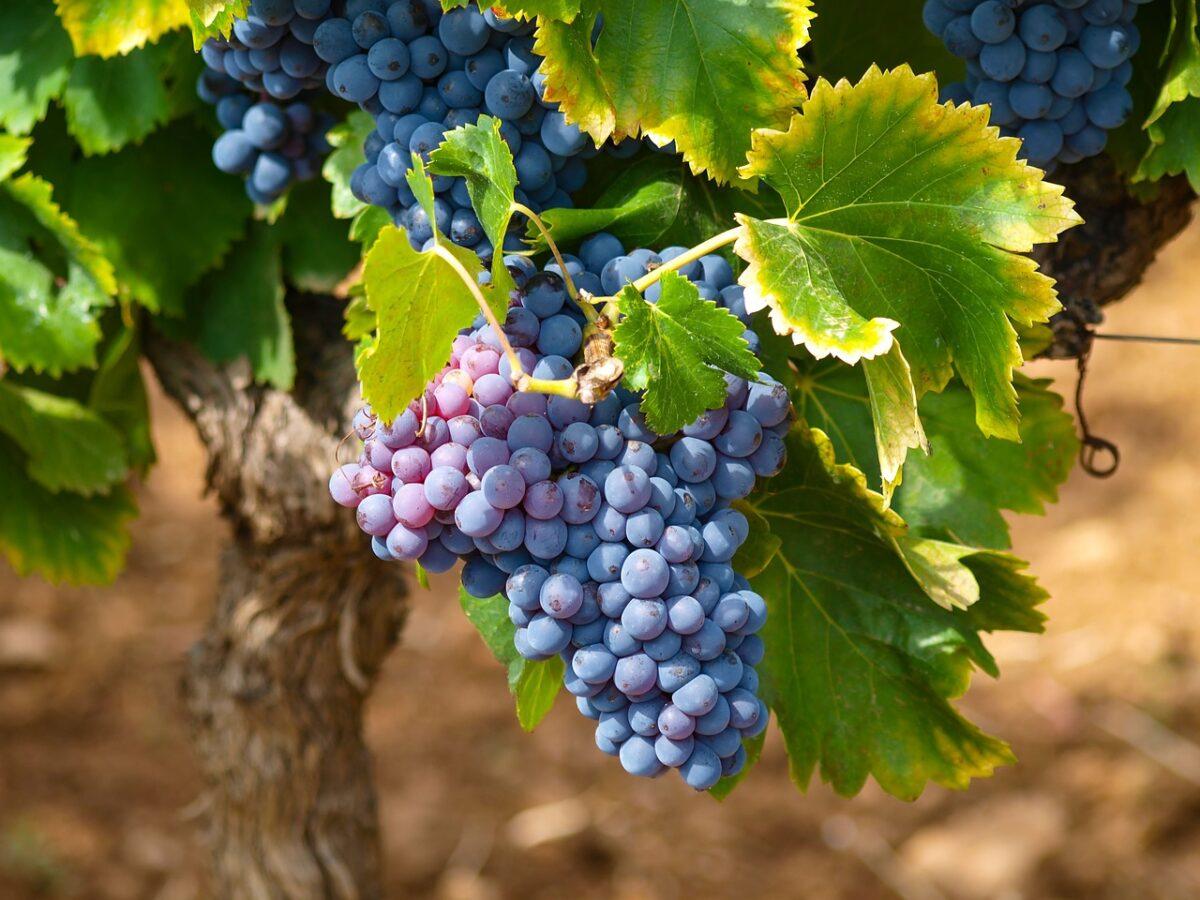 vines 1747224 1280