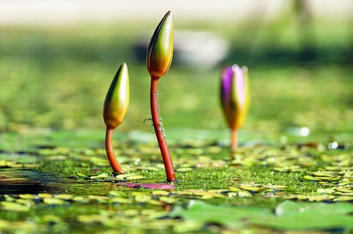 water lilies 1388690 1280