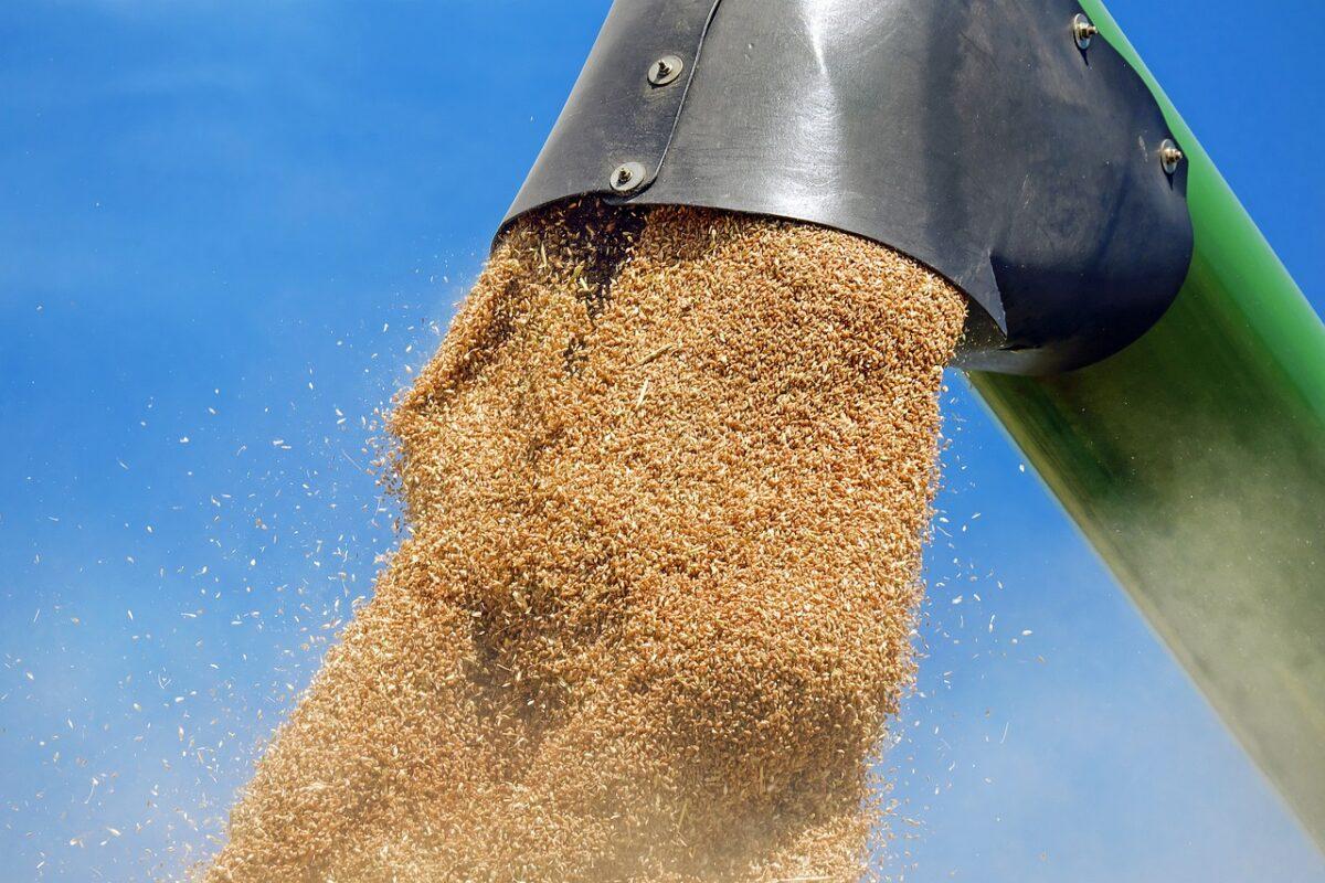 wheat 1508654 1280