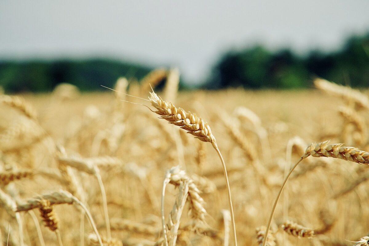 wheat 6710447 1280