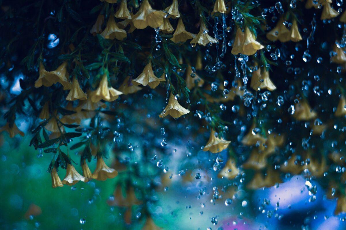 yellow bells 4382715 1280