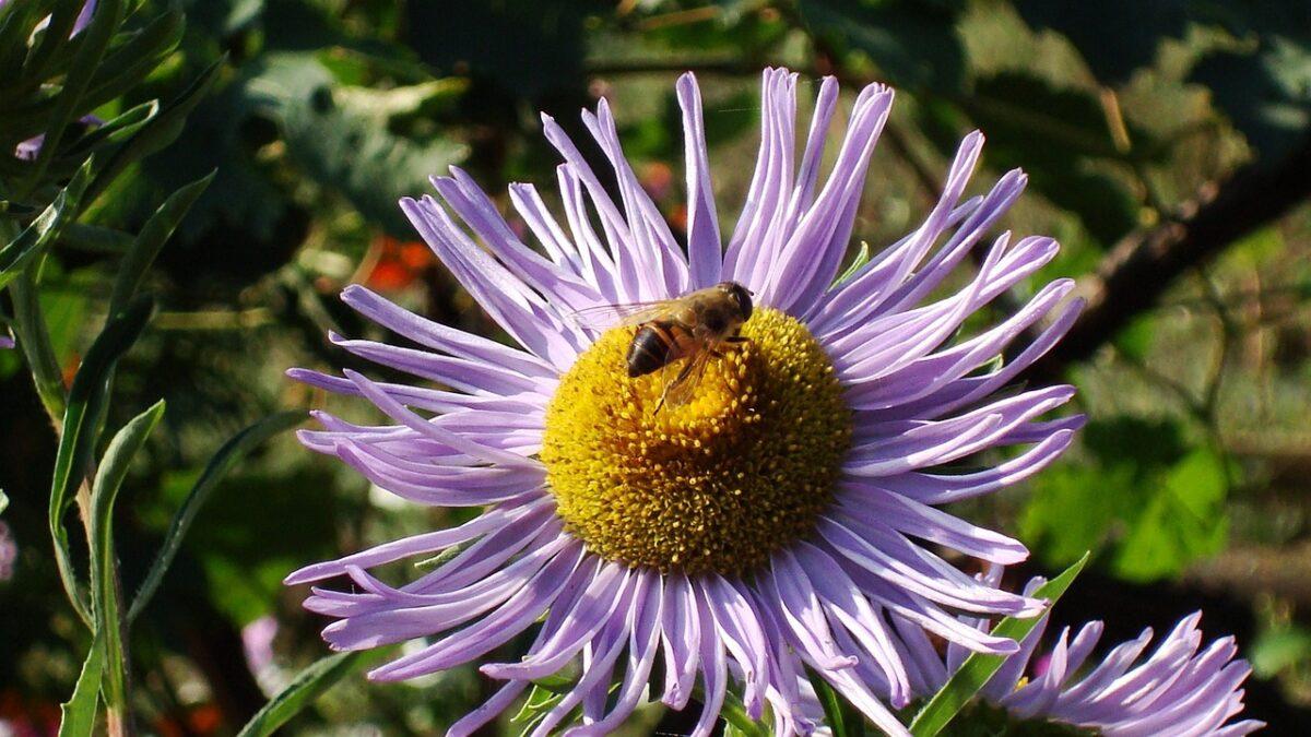 bee 2371464 1280