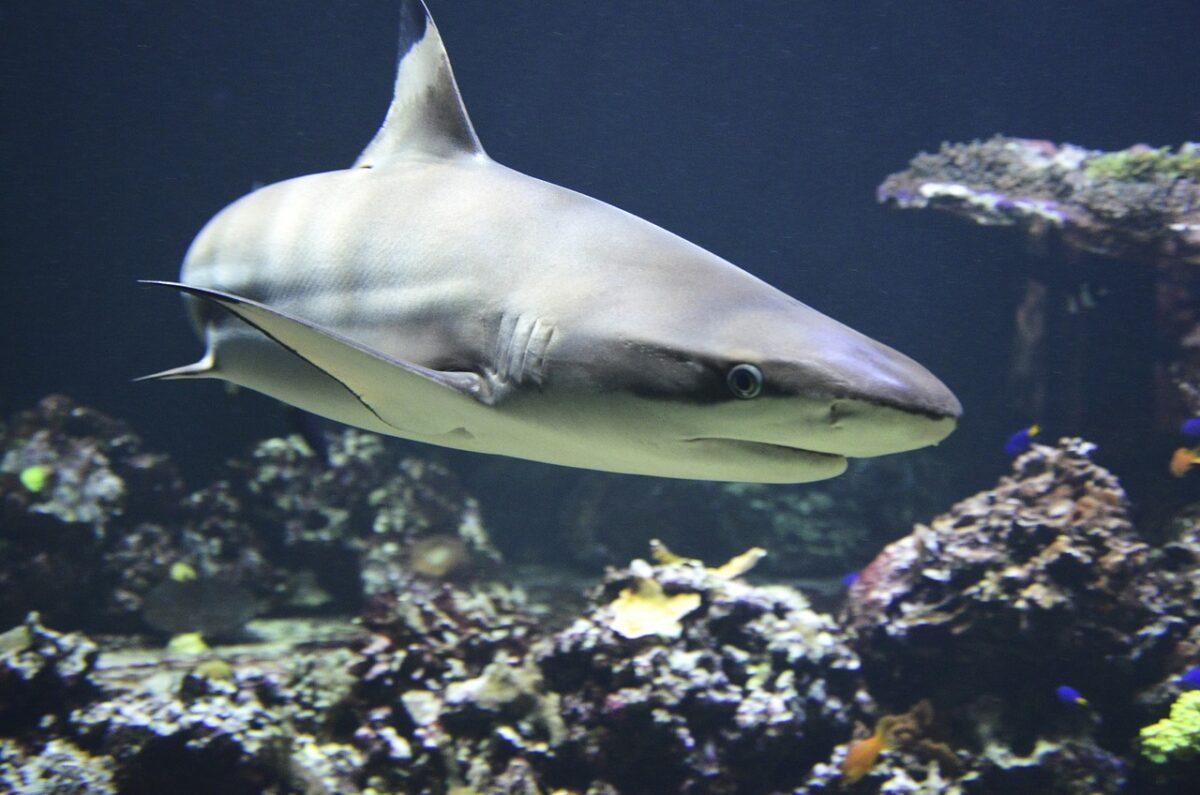 blacktip 1294753 1280