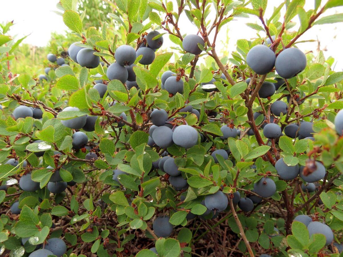 blueberries 2646330 1280