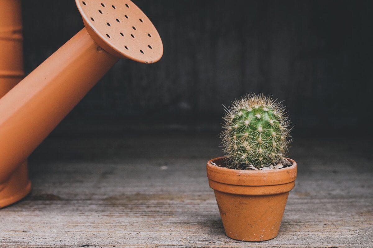cactus 4161380 1280