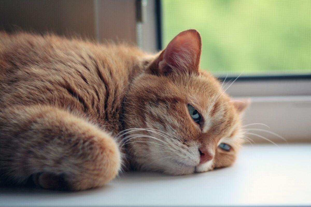 cat 4265304 1280