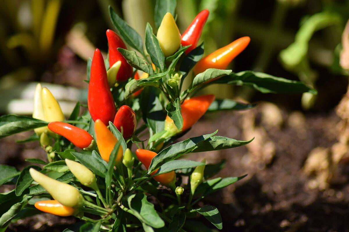 chili pepper 1783761 1280