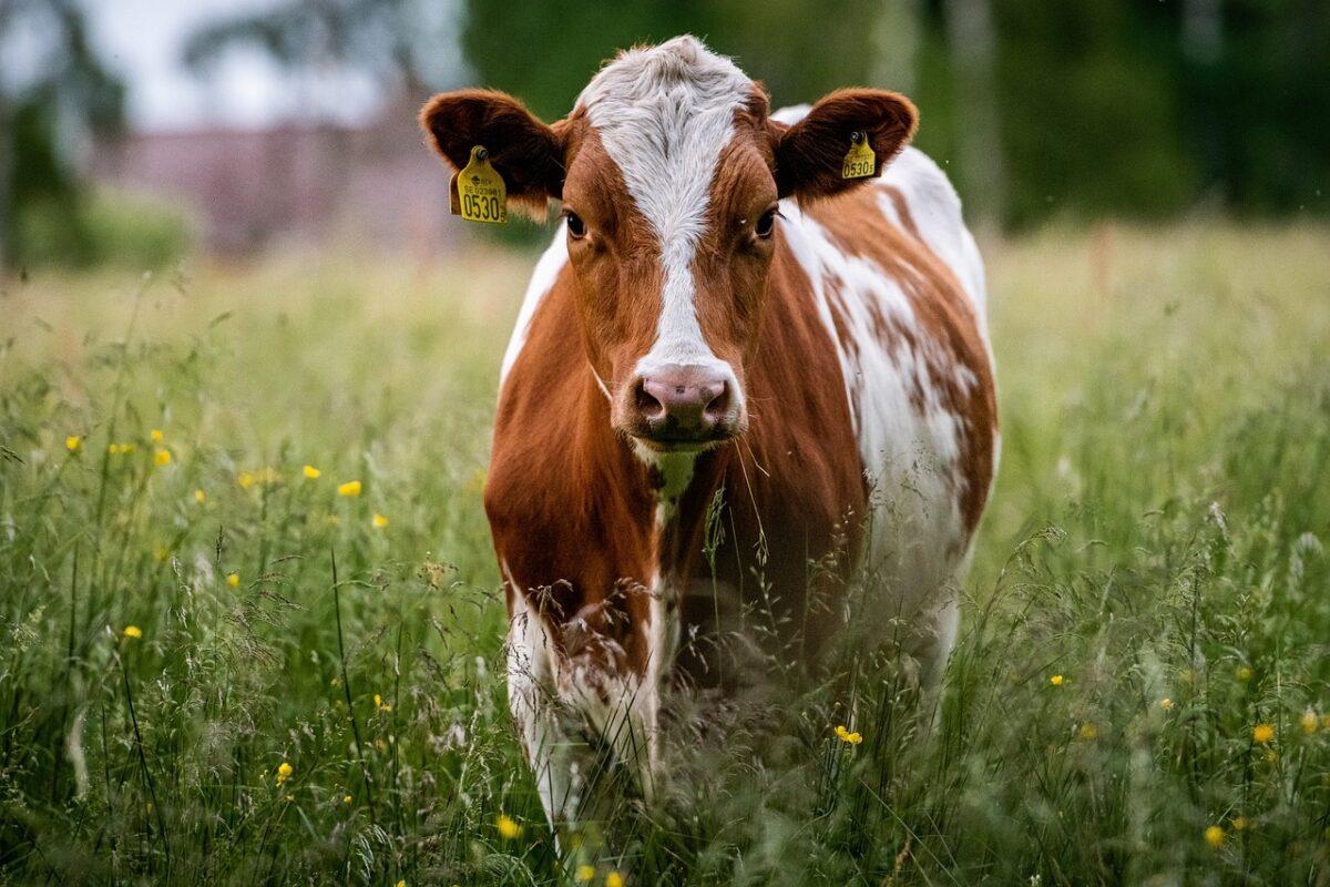 cow 6360406 1280