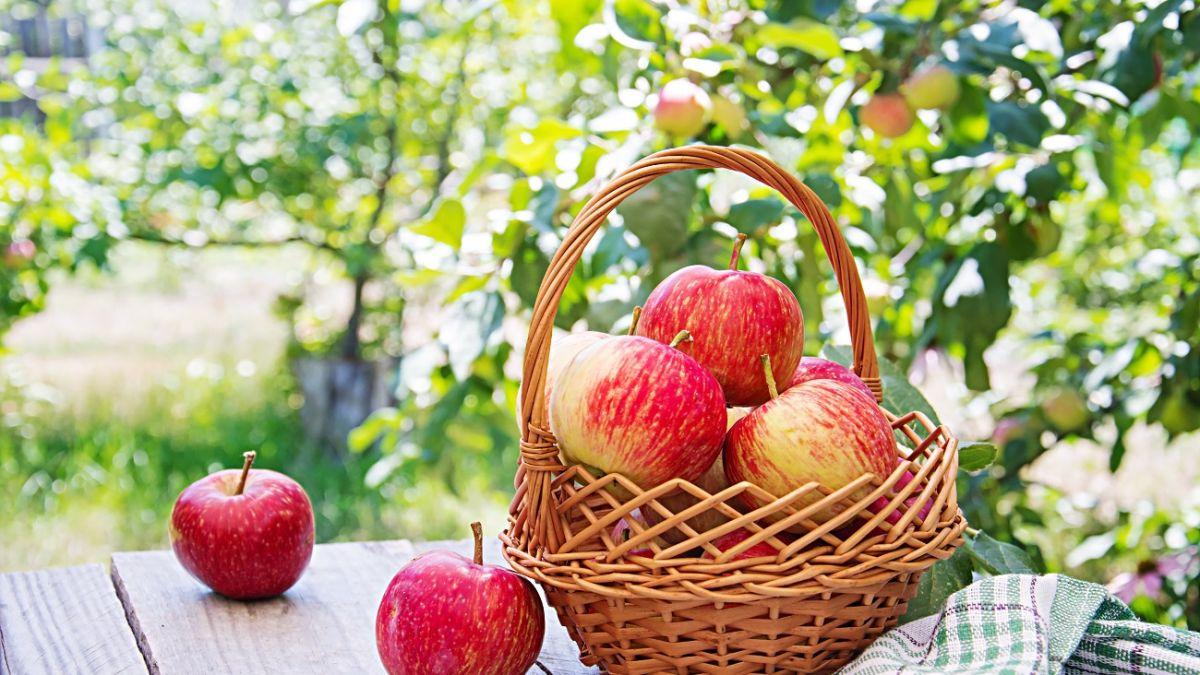 fresh red apples basket table summer garden 4c4e2cb936fc07a856ec705bb639415c 1200x675