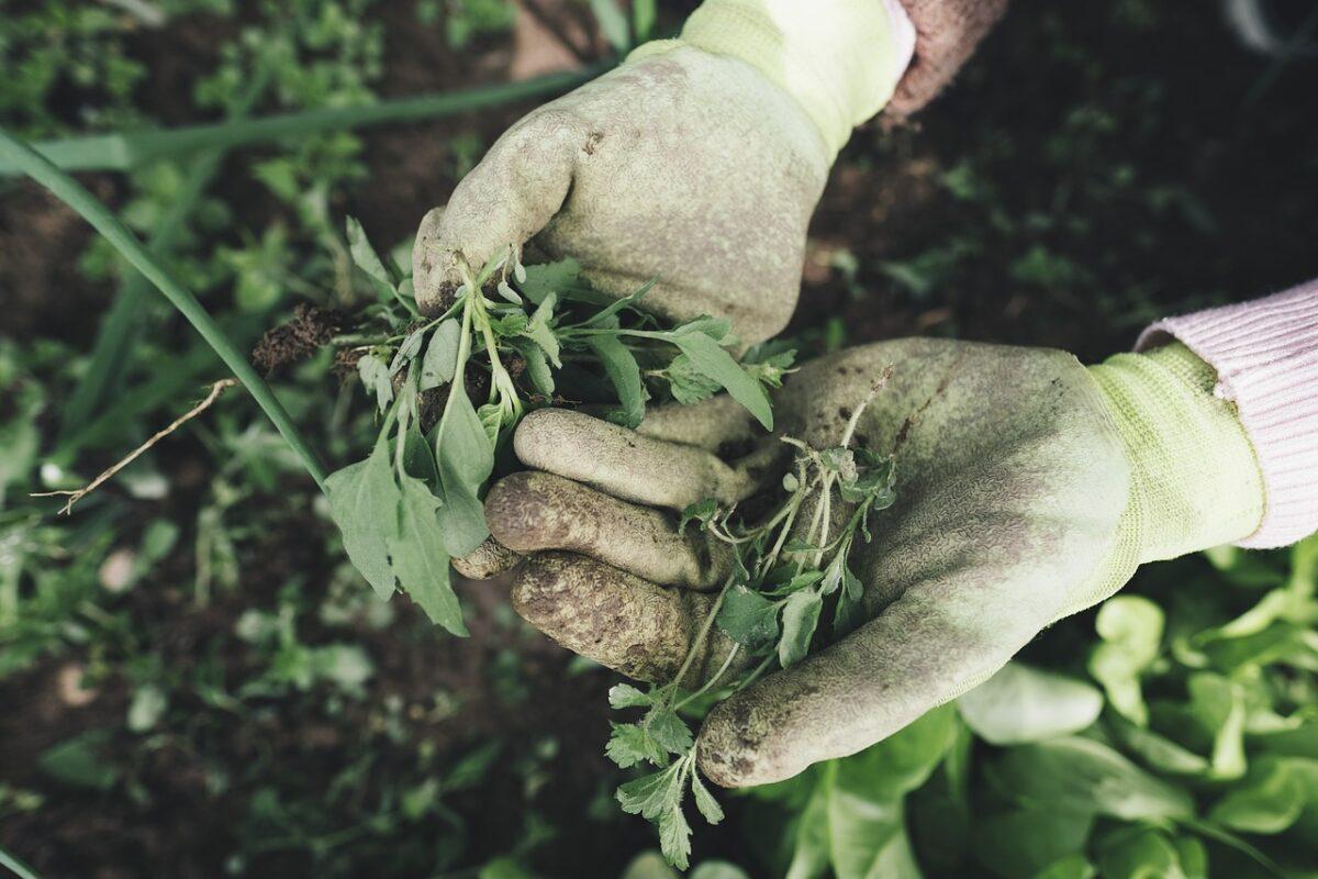 gardening 2518377 1280 (1)