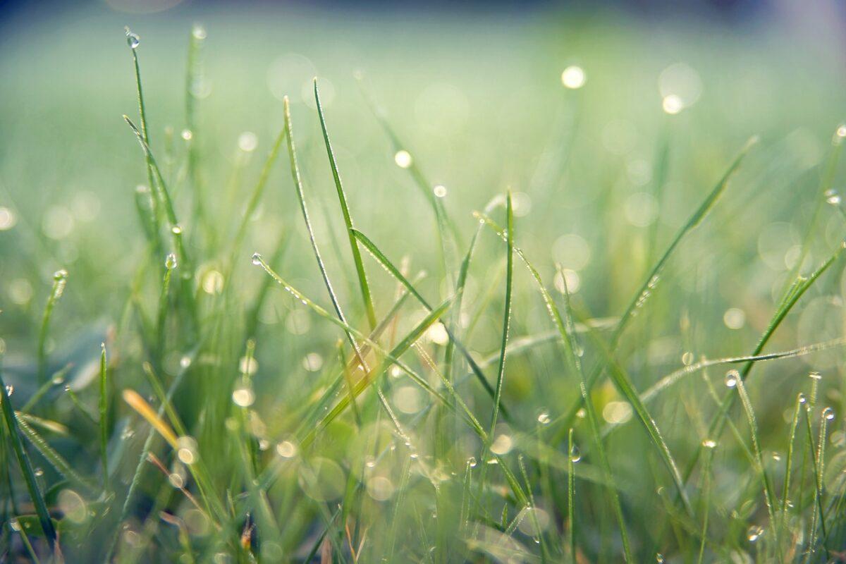 grass 7089807 1280