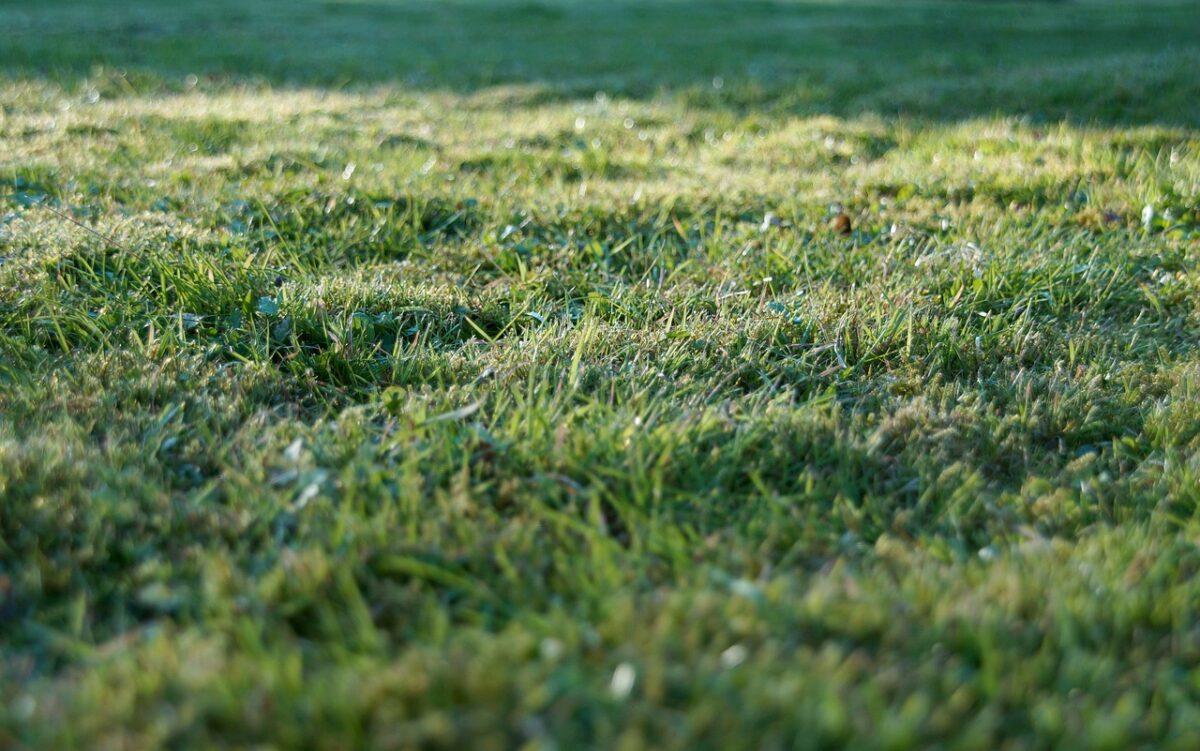 grass 905179 1280