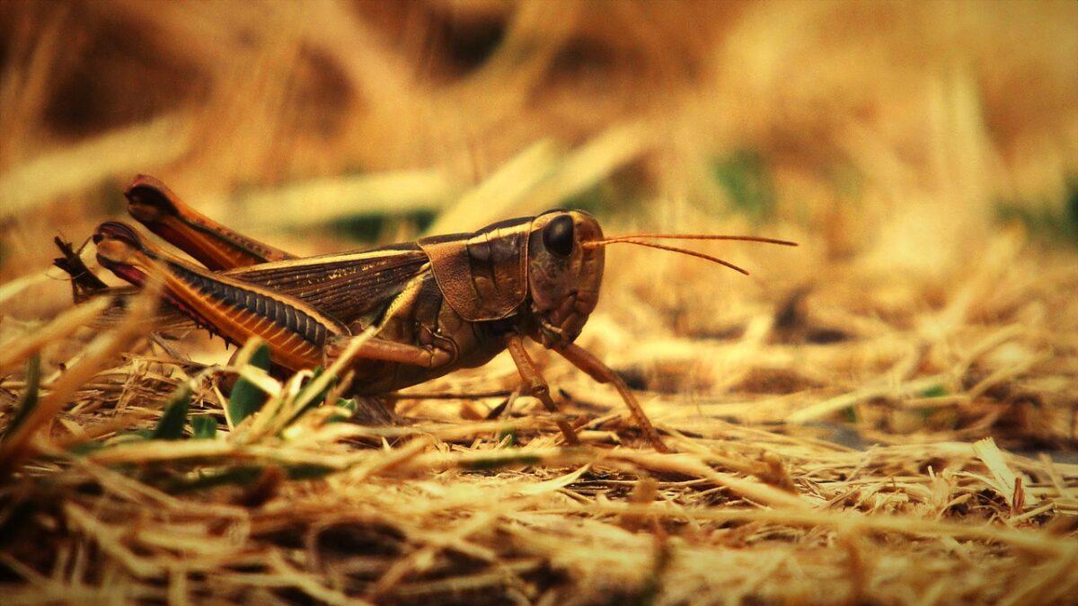 insect 6557047 1280
