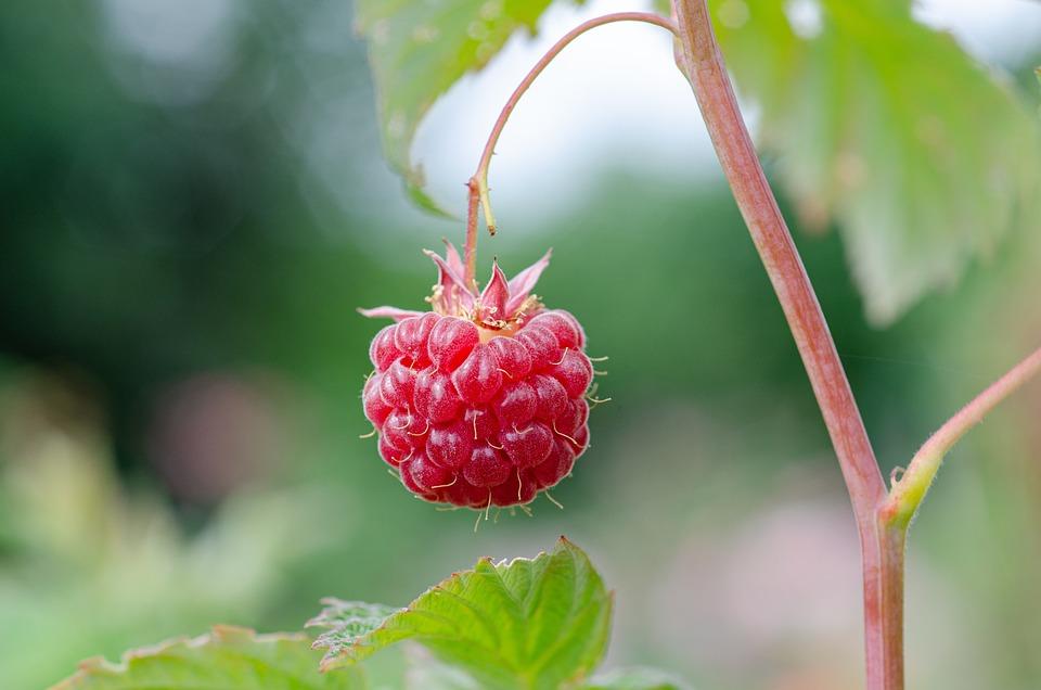 raspberry 7313702 960 720