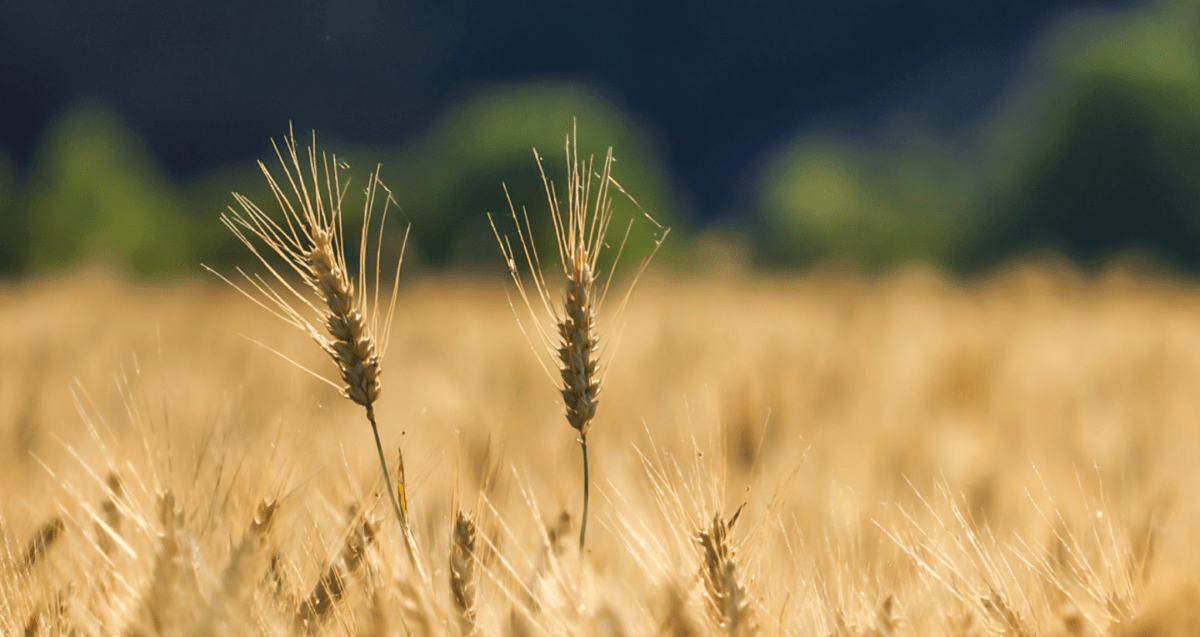 selective shot of golden wheat in a wheat field 1 min 1
