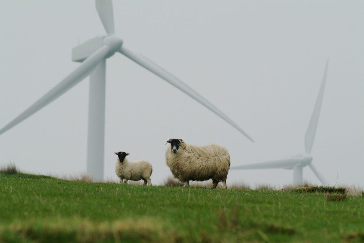 sheep 5915813 1280