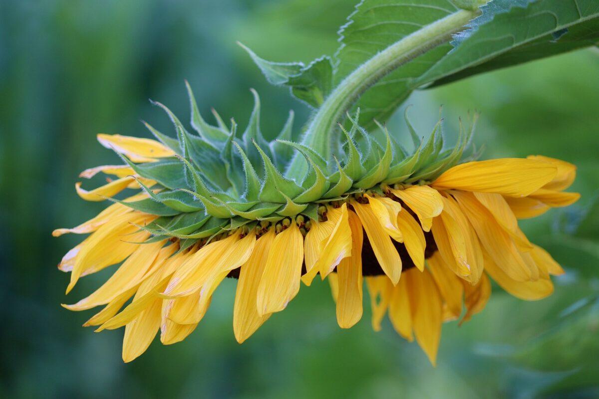 sunflower 6545962 1280