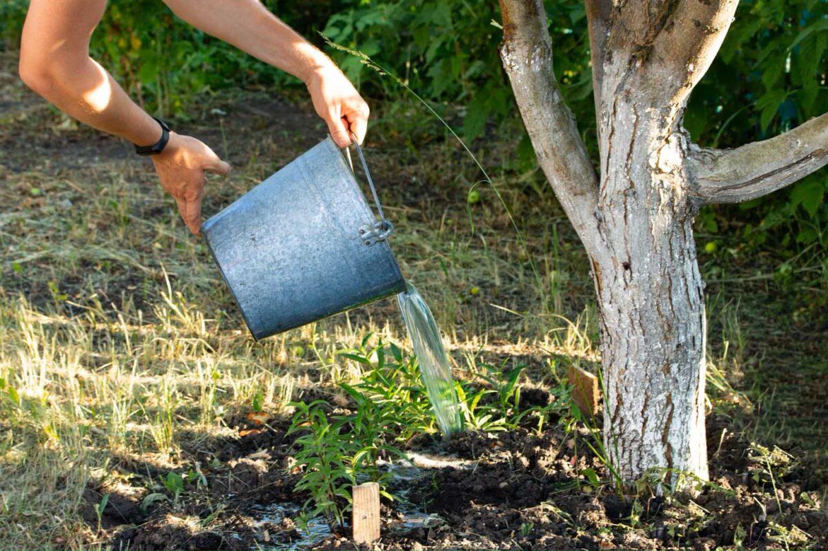 watering fruit tree2 800x530 1543x1027
