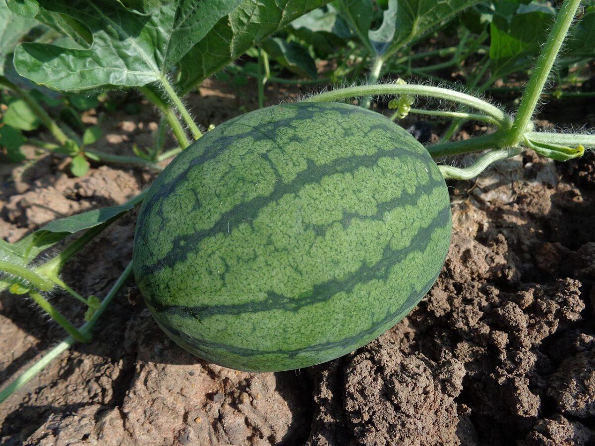 watermelon 551235 1280