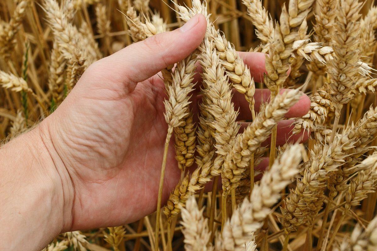 wheat 1530321 1280